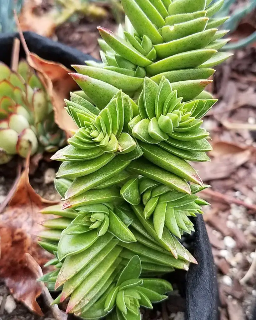 La planta de fogata 'Crassula Capitella' La planta de fogata 'Crassula Capitella'