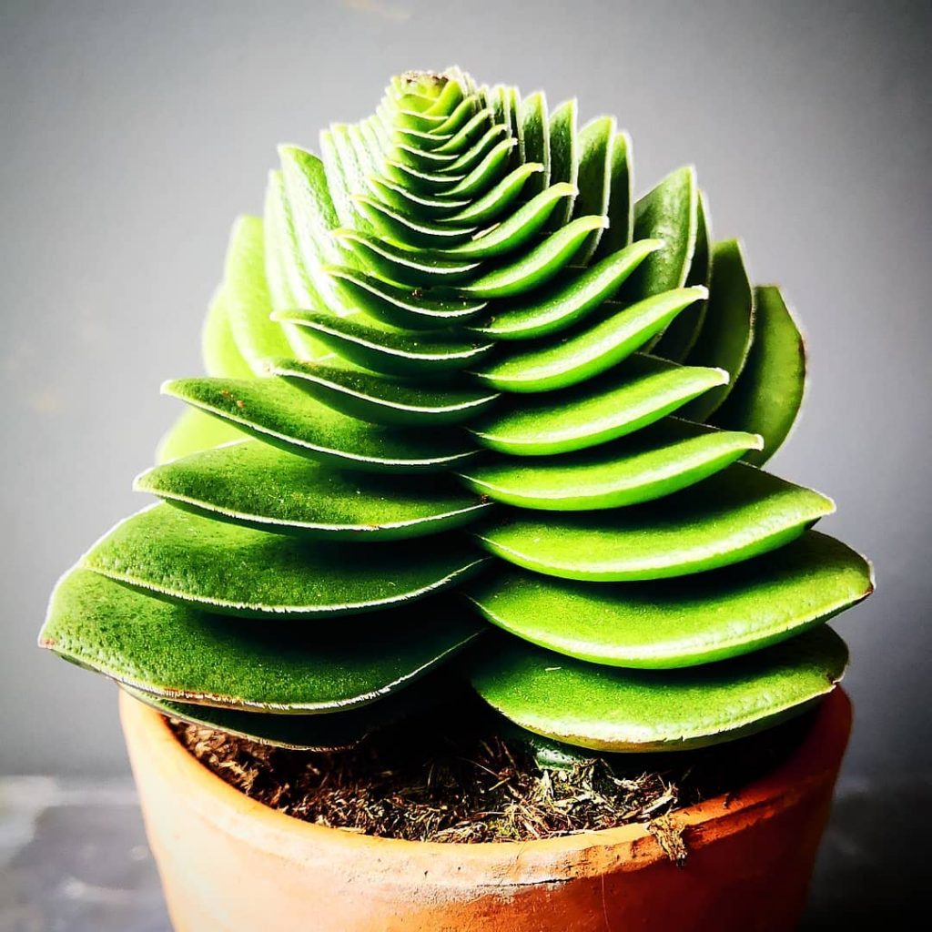 La planta de fogata 'Crassula Capitella'