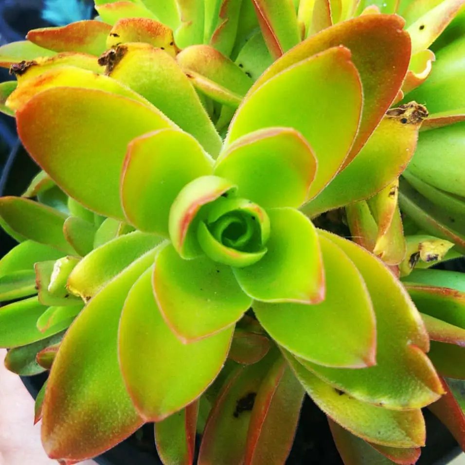 La planta de fogata 'Crassula Capitella'