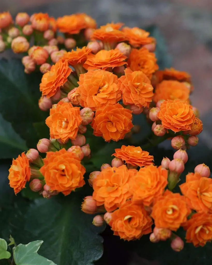 Suculentas con flores amarillas que quizás quieras tener