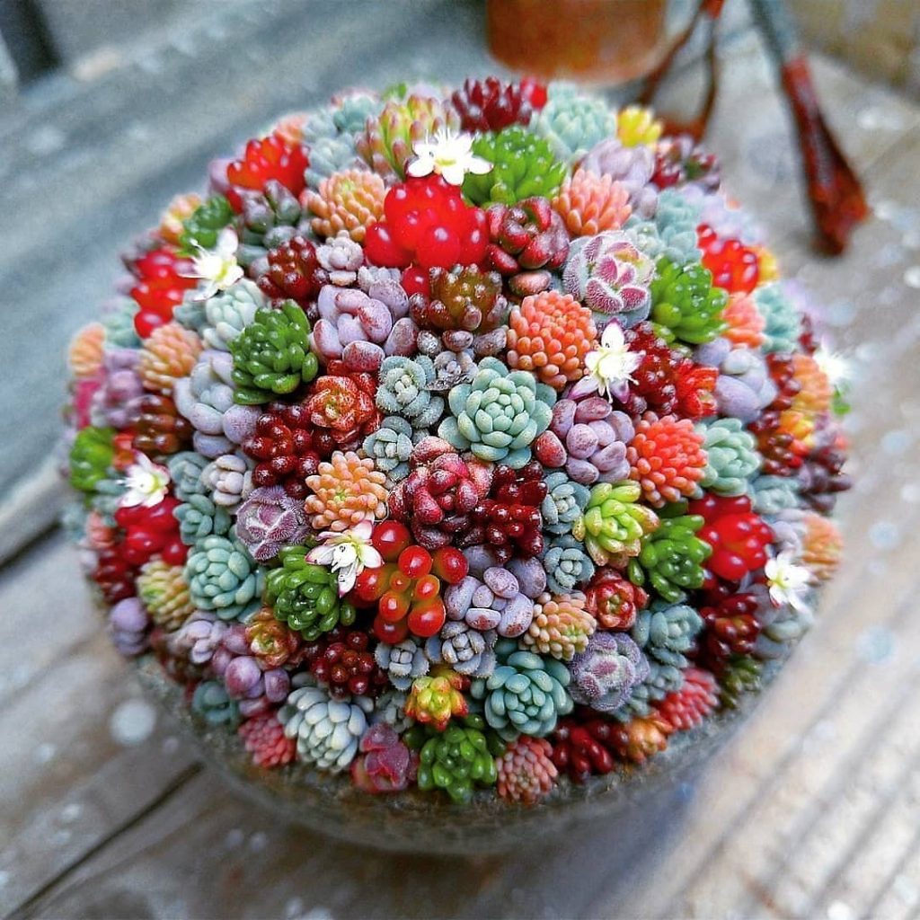Suculentas con flores amarillas que quizás quieras tener Suculentas con flores amarillas que quizás quieras tener