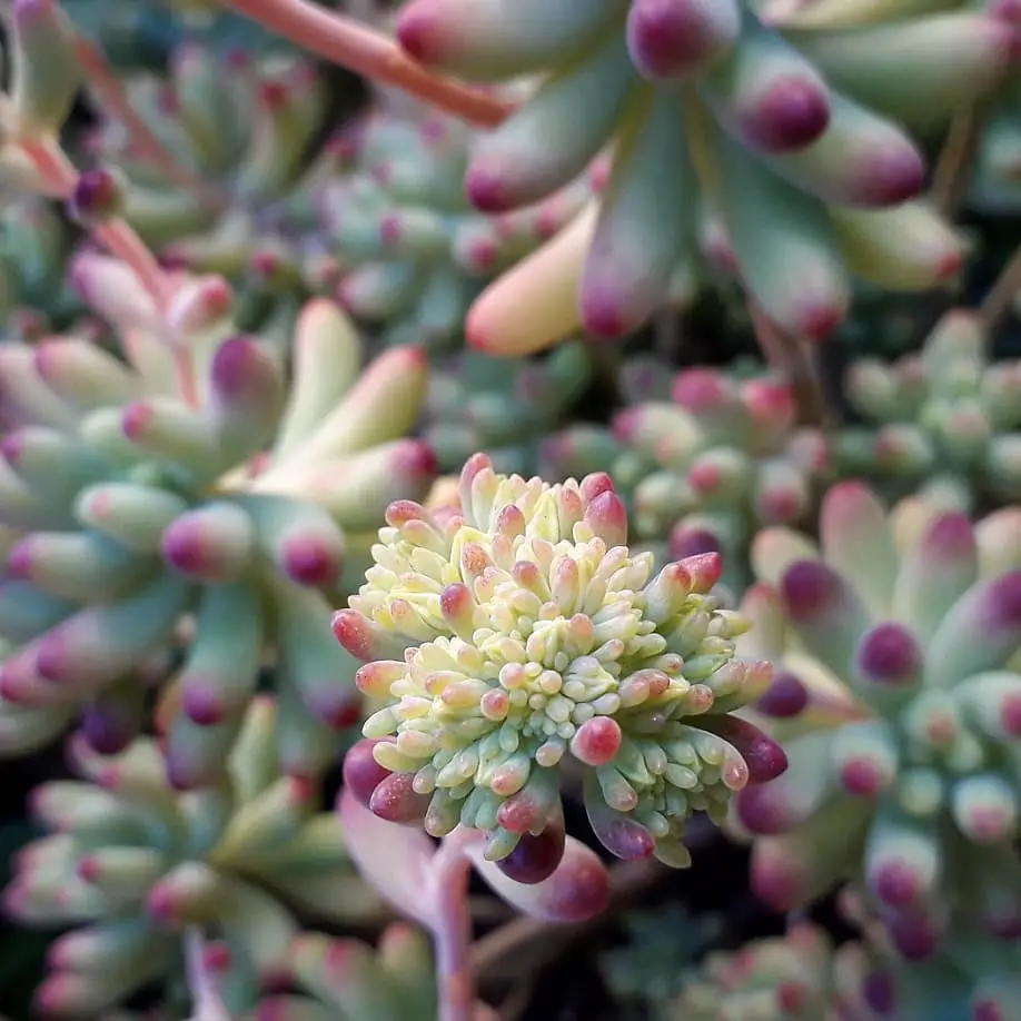 Suculentas con flores amarillas que quizás quieras tener