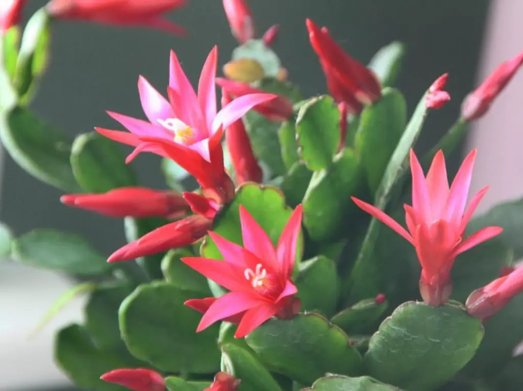 Suculentas con flores amarillas que quizás quieras tener