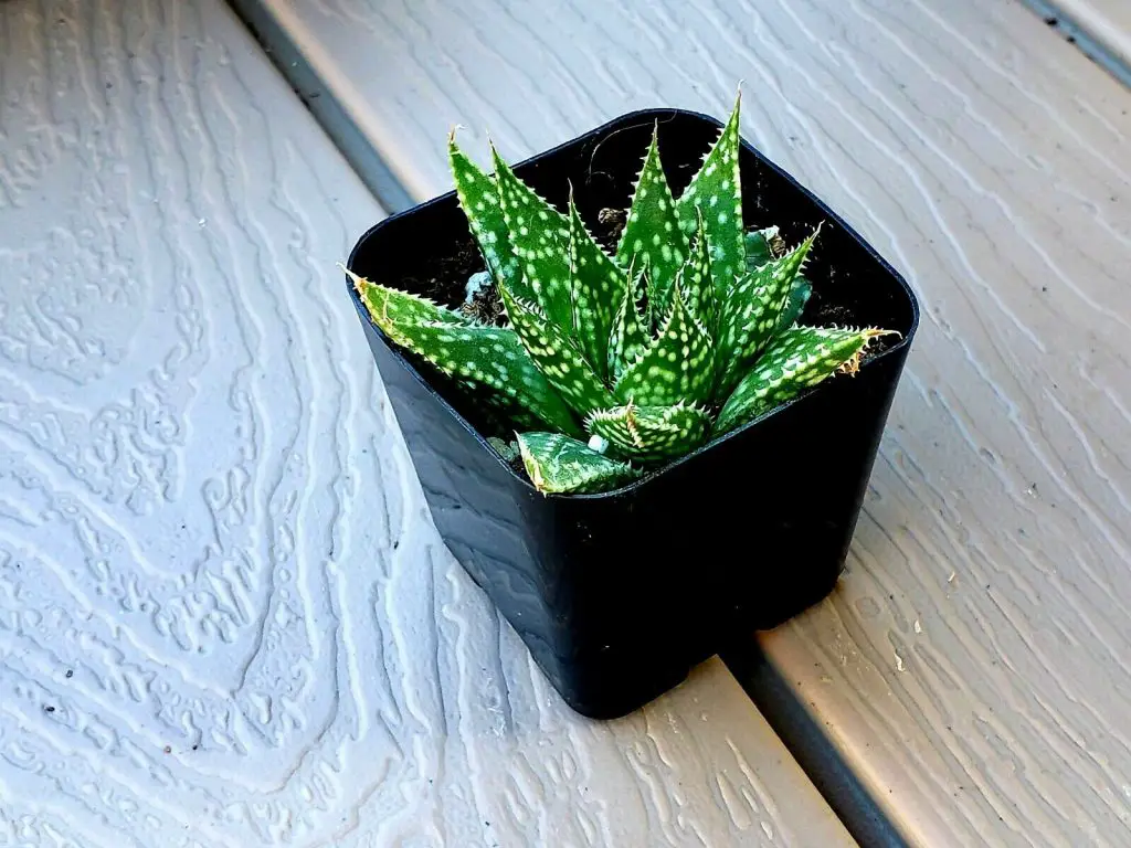 Gasteraloe: un tipo raro de aloe vera Gasteraloe: un tipo raro de aloe vera