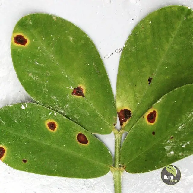 Cómo lidiar con la pudrición del tallo de las suculentas (una guía completa) Cómo lidiar con la pudrición del tallo de las suculentas (una guía completa)