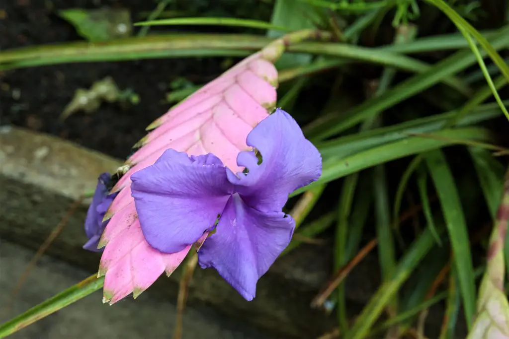 Tillandsia Lindenii Tillandsia Lindenii
