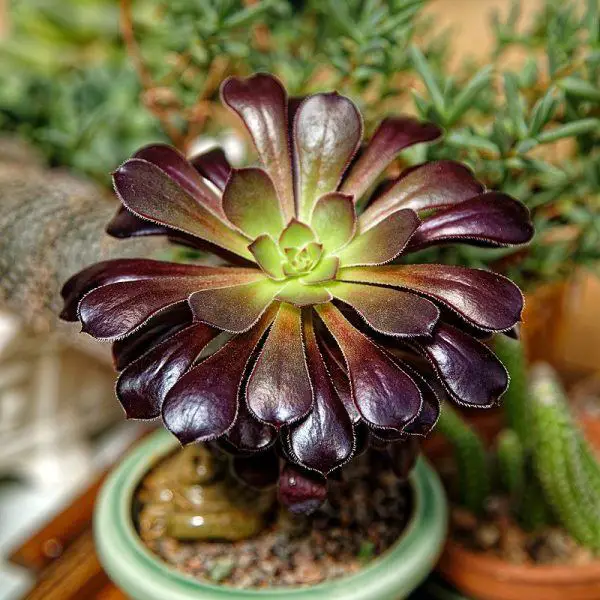 Aeonium Arboreum 'Zwartkop' (La suculenta rosa negra)