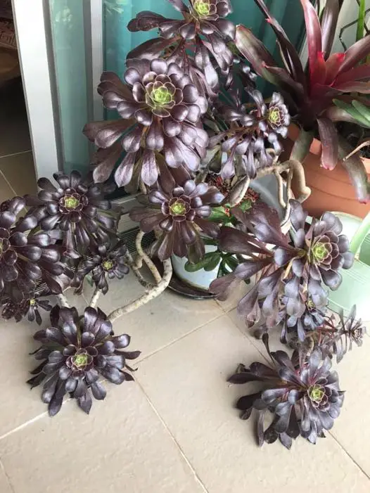 Aeonium Arboreum 'Zwartkop' (La suculenta rosa negra)