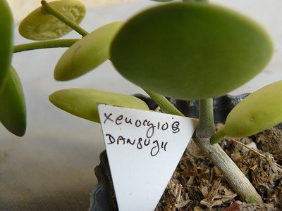 Xerosicyos Danguyi (La planta de hilos de monedas)