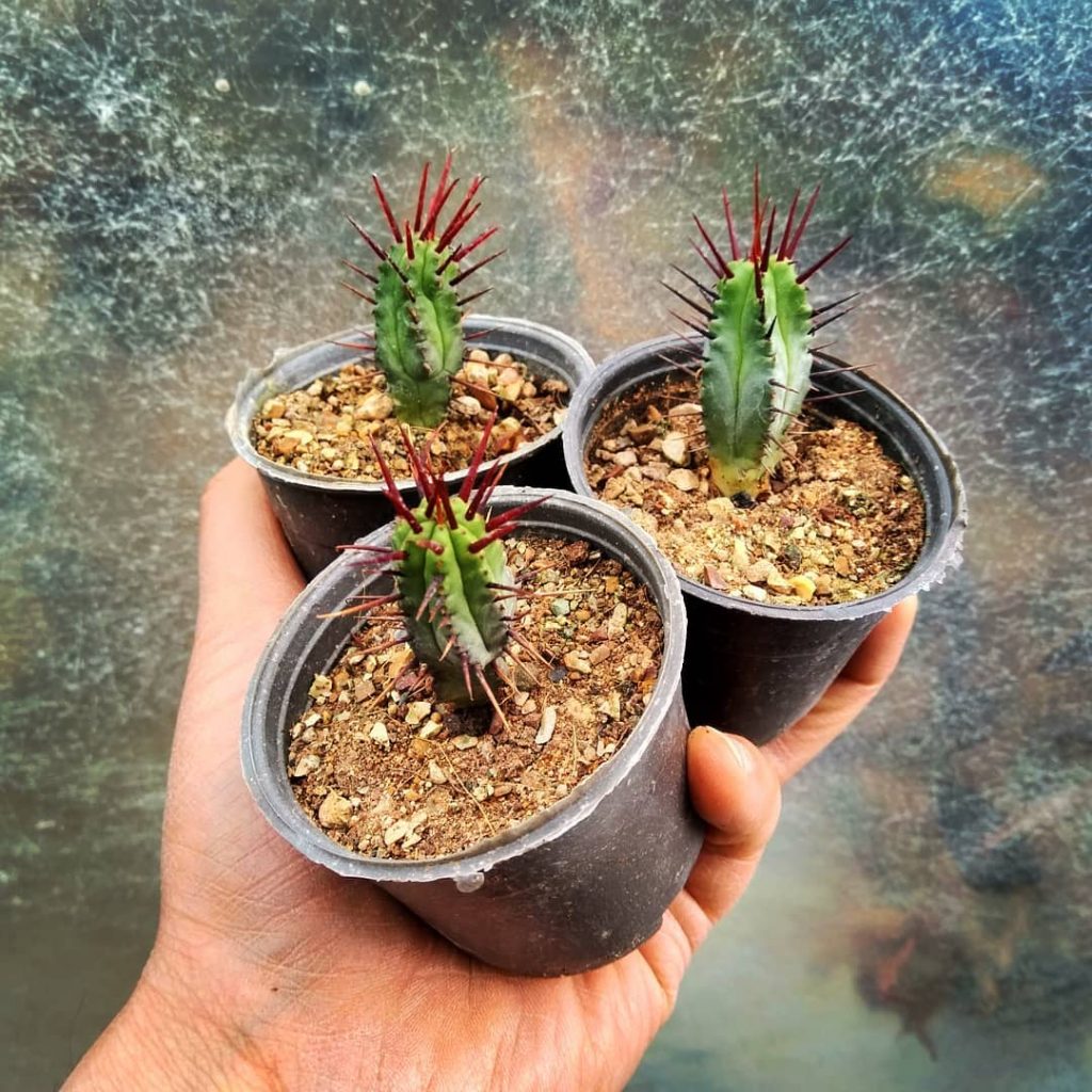 La planta de cremallera de Tanzania “Euphorbia Anoplia” La planta de cremallera de Tanzania “Euphorbia Anoplia”