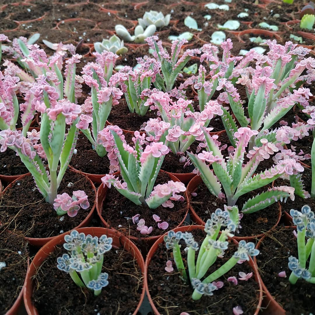 9+ suculentas rosas que le darán un ambiente diferente a tu jardín 9+ suculentas rosas que le darán un ambiente diferente a tu jardín