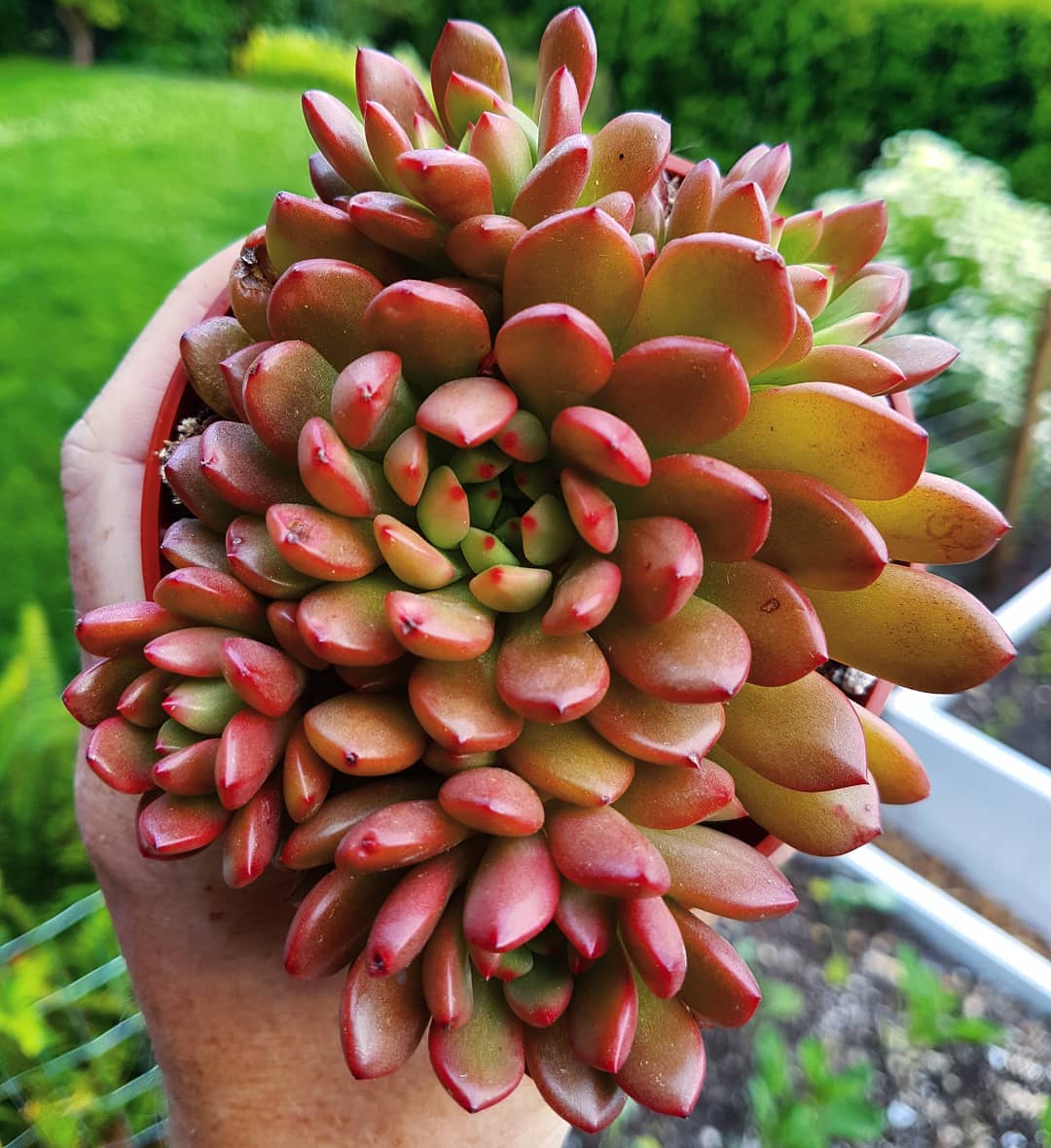 9+ suculentas rosas que le darán un ambiente diferente a tu jardín 9+ suculentas rosas que le darán un ambiente diferente a tu jardín