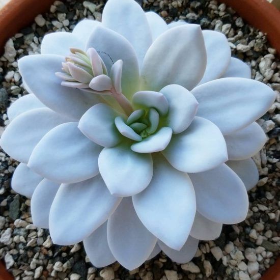 9+ suculentas rosas que le darán un ambiente diferente a tu jardín 9+ suculentas rosas que le darán un ambiente diferente a tu jardín