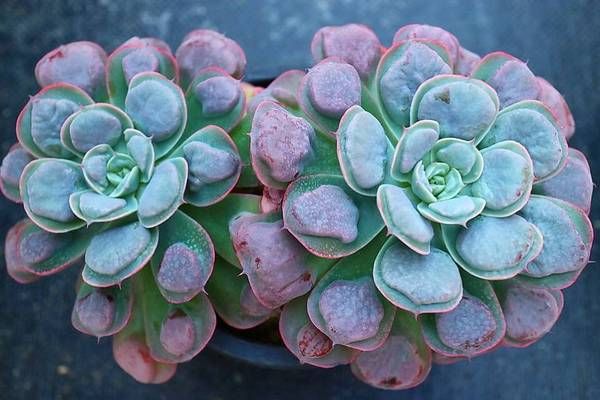 9+ suculentas rosas que le darán un ambiente diferente a tu jardín 9+ suculentas rosas que le darán un ambiente diferente a tu jardín