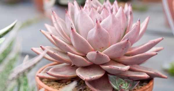 9+ suculentas rosas que le darán un ambiente diferente a tu jardín 9+ suculentas rosas que le darán un ambiente diferente a tu jardín