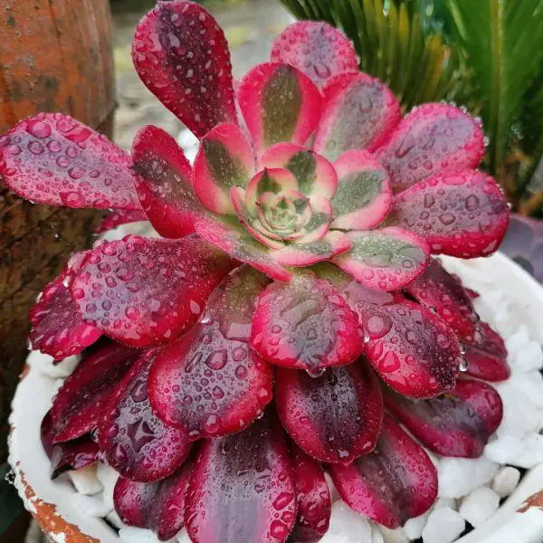 Aeonium Medusa Aeonium Medusa