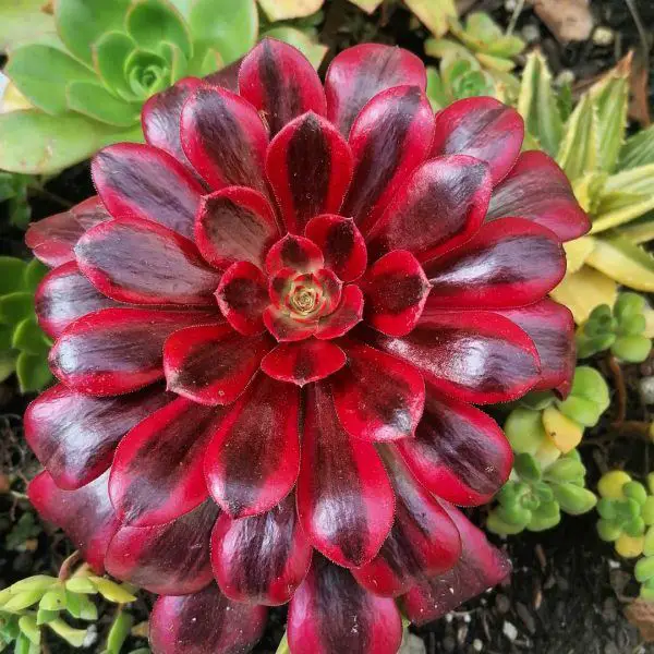 Aeonium Medusa