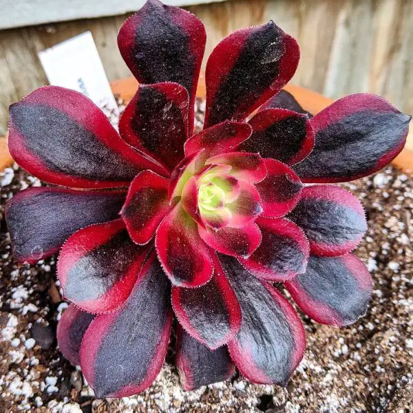 Aeonium Medusa