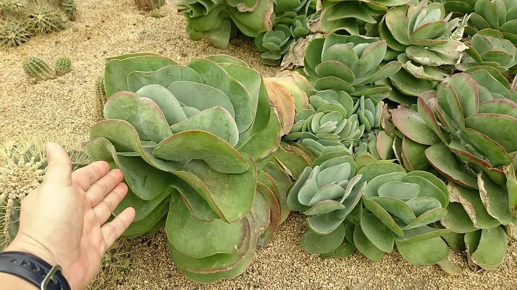 La planta de pádel 'Kalanchoe Luciae' La planta de pádel 'Kalanchoe Luciae'