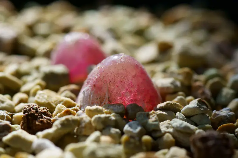 La hamburguesa de cebolla suculenta 'Conophytum Burgeri'