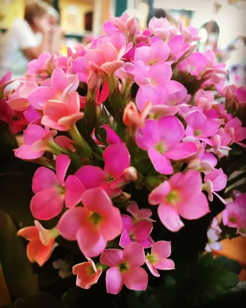 La planta llameante Katy 'Kalanchoe Blossfeldiana' La planta llameante Katy 'Kalanchoe Blossfeldiana'