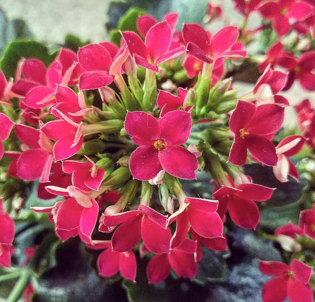 La planta llameante Katy 'Kalanchoe Blossfeldiana'