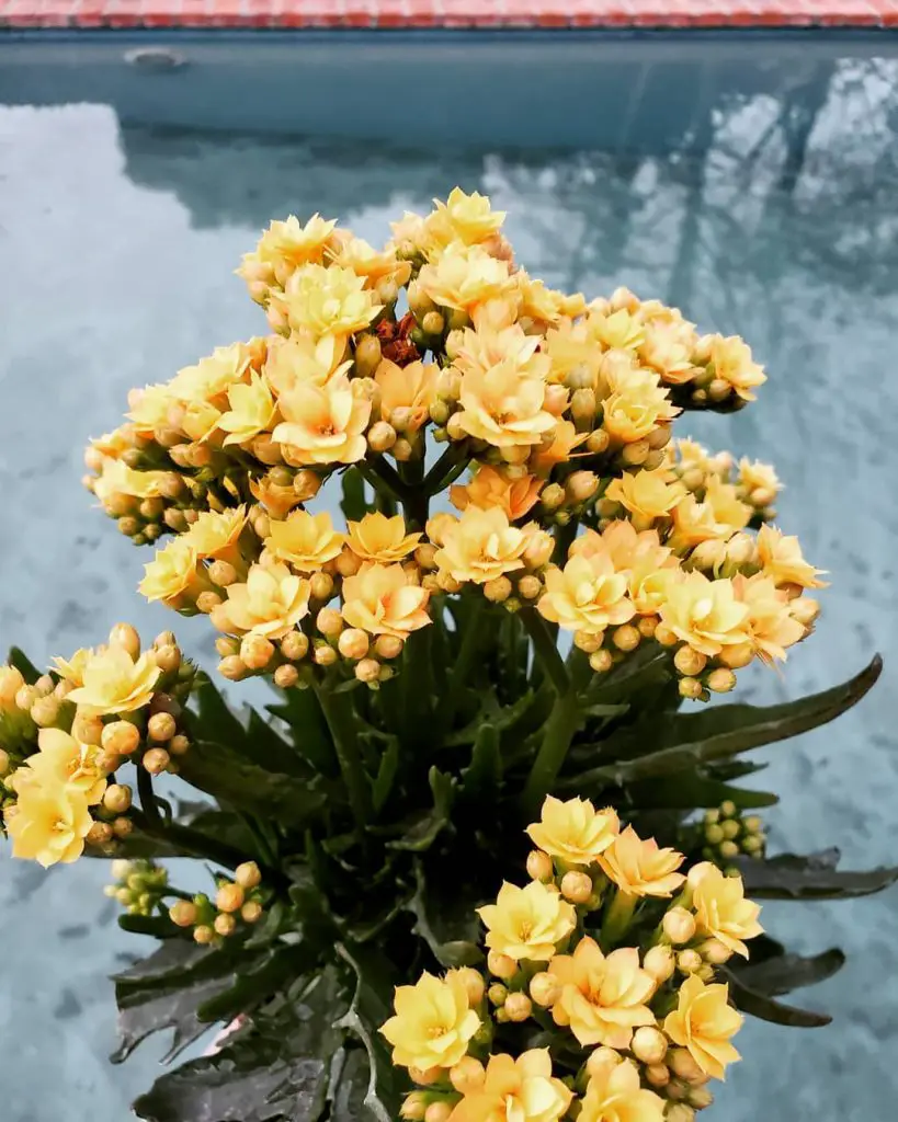 La planta llameante Katy 'Kalanchoe Blossfeldiana'