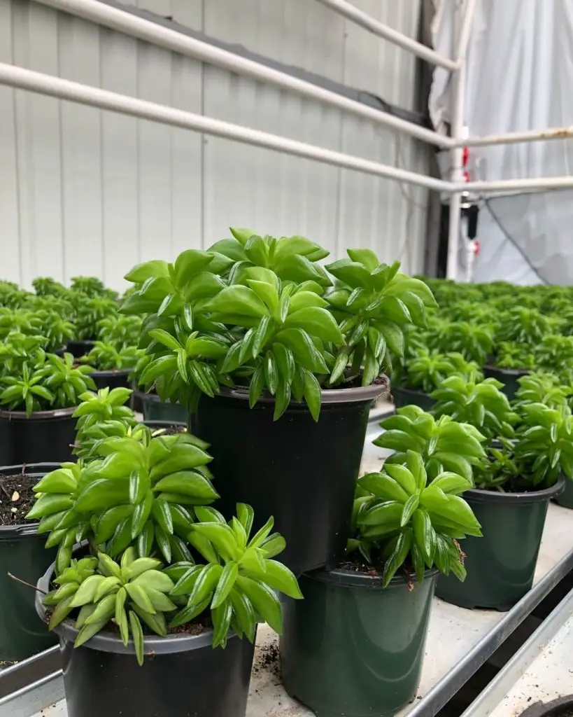 Peperomia Axillaris: la suculenta arbustiva única Peperomia Axillaris: la suculenta arbustiva única