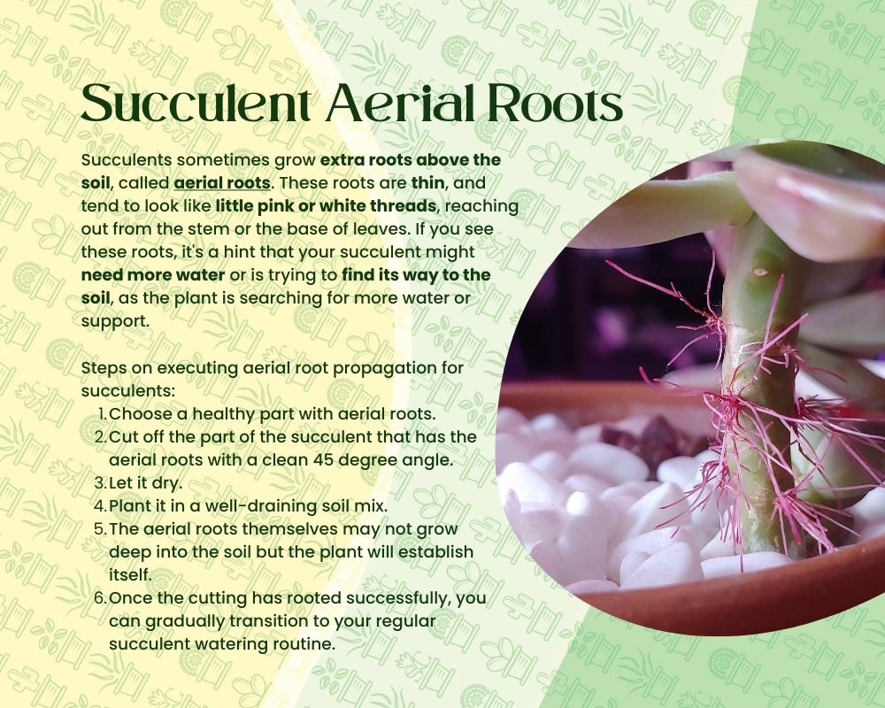 Todo sobre las raíces de las suculentas (incluidas las raíces aéreas de las suculentas)