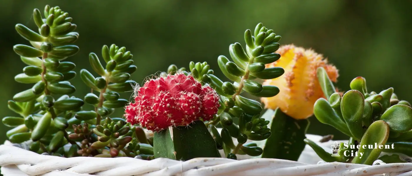 7 puntos clave para perfeccionar el cuidado de tus suculentas desde Succulent City 7 puntos clave para perfeccionar el cuidado de tus suculentas desde Succulent City