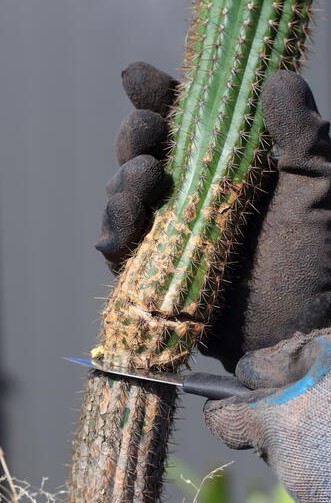Cómo cortar/podar un cactus