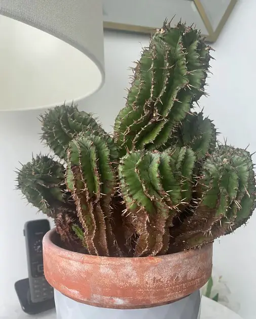 Cómo cortar/podar un cactus