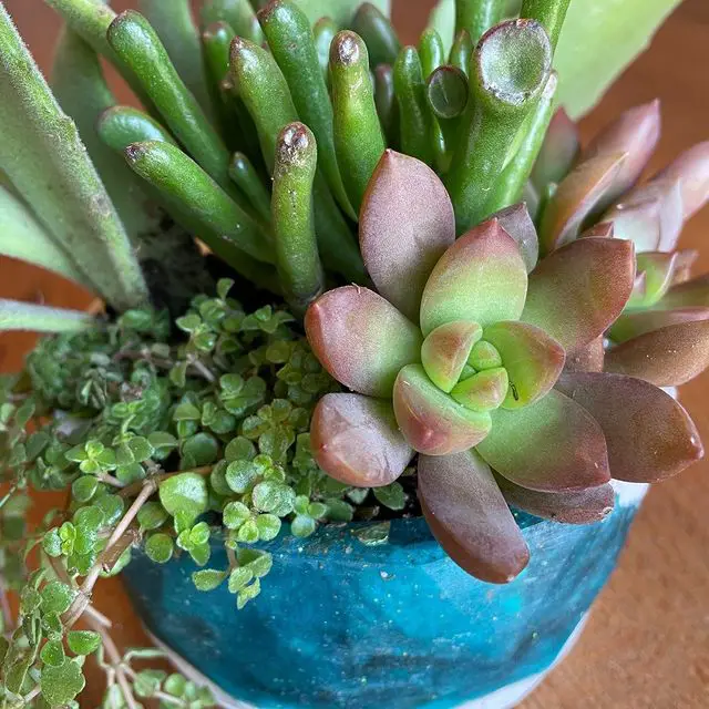 ¿Cómo saber qué suculentas se pueden plantar juntas? ¿Cómo saber qué suculentas se pueden plantar juntas?