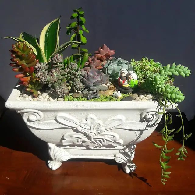¿Cómo saber qué suculentas se pueden plantar juntas? ¿Cómo saber qué suculentas se pueden plantar juntas?
