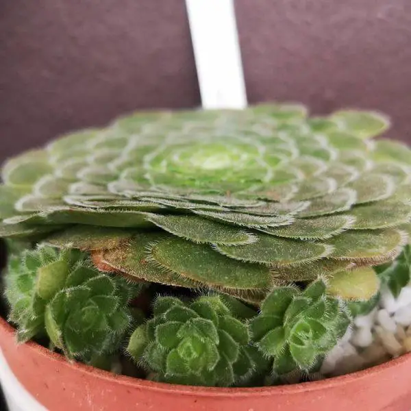 Aeonium tabuliforme (aeonium plato llano) Aeonium tabuliforme (aeonium plato llano)