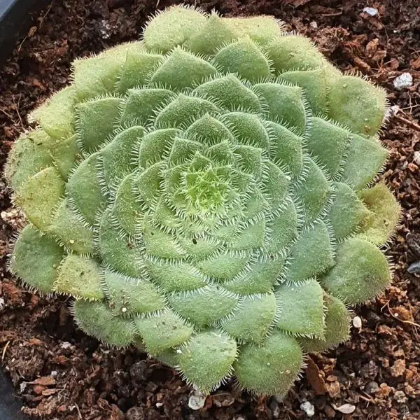 Aeonium tabuliforme (aeonium plato llano)