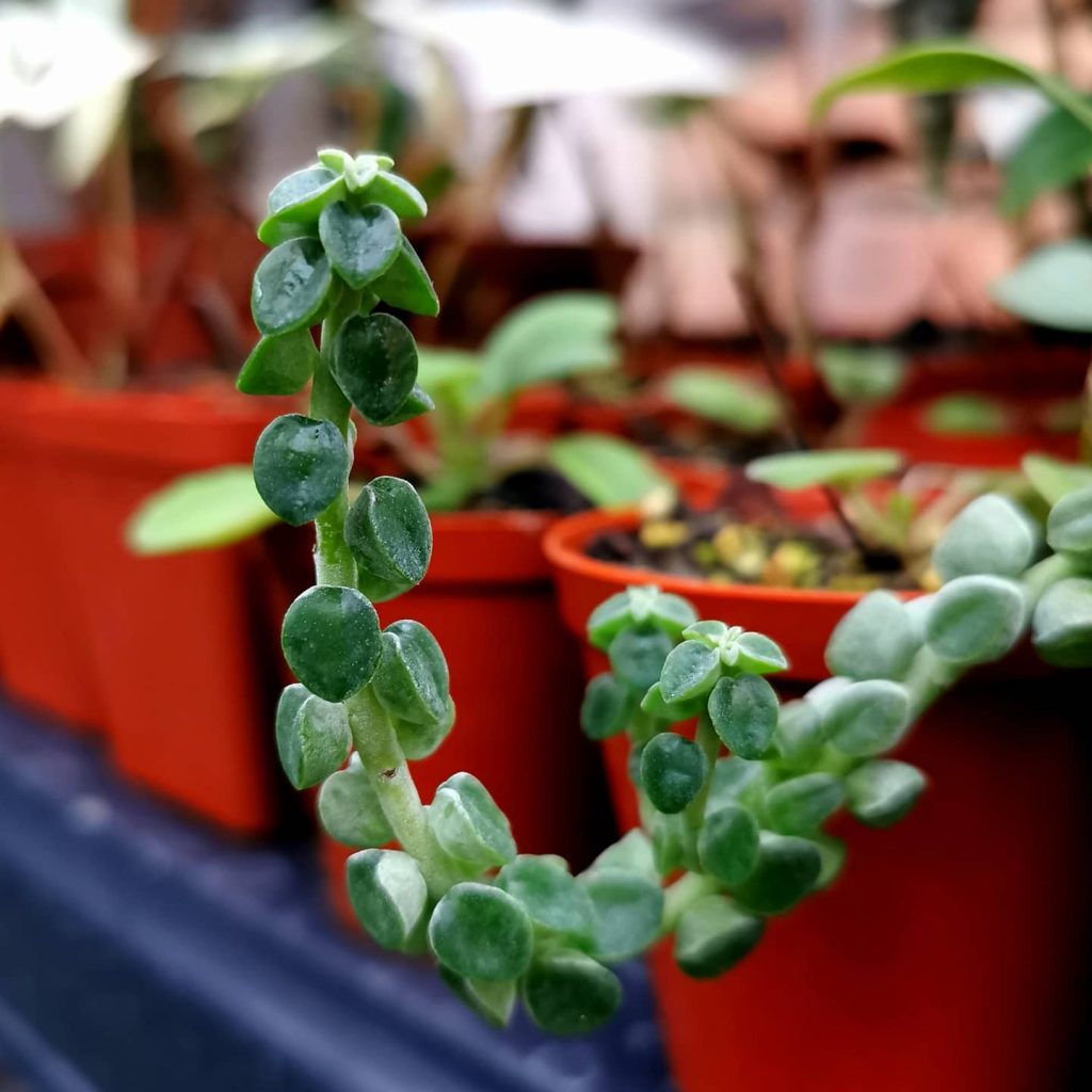 Peperomia Columella (Peperomia columnar) Peperomia Columella (Peperomia columnar)