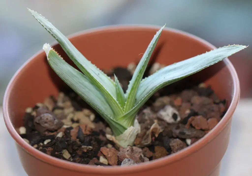 Aloe ruspoliana Aloe ruspoliana