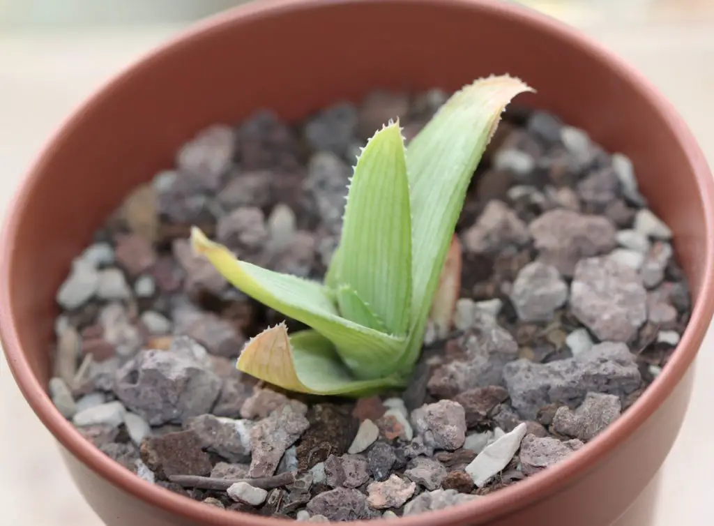 Aloe ruspoliana Aloe ruspoliana