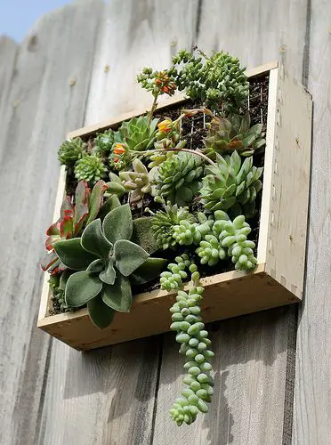 Mis 4 sugerencias para maceteros de pared con suculentas (el resto depende de tu creatividad) Mis 4 sugerencias para maceteros de pared con suculentas (el resto depende de tu creatividad)