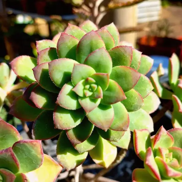 Aeonium Haworthii (Aeonium molinete) Aeonium Haworthii (Aeonium molinete)