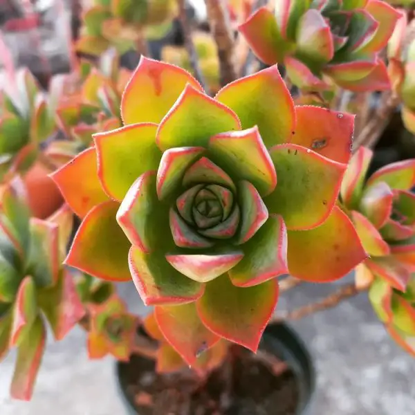 Aeonium Haworthii (Aeonium molinete)