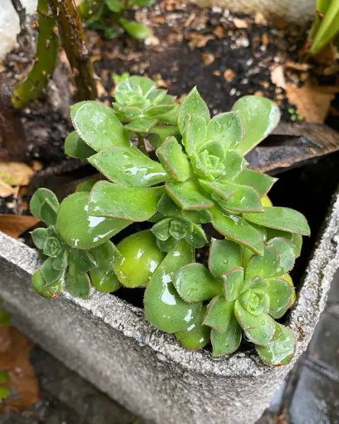 Aeonium Haworthii (Aeonium molinete)