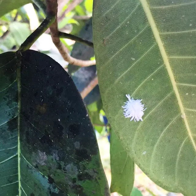 Cómo tratar los hongos en las suculentas