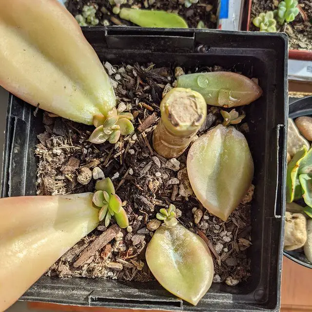 Cómo tratar los hongos en las suculentas Cómo tratar los hongos en las suculentas
