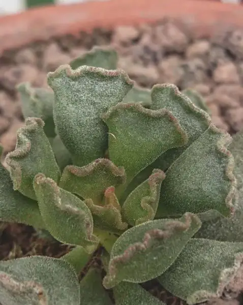 La suculenta tarta de lima 'Adromischus cristatus'