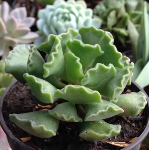 La suculenta tarta de lima 'Adromischus cristatus' La suculenta tarta de lima 'Adromischus cristatus'