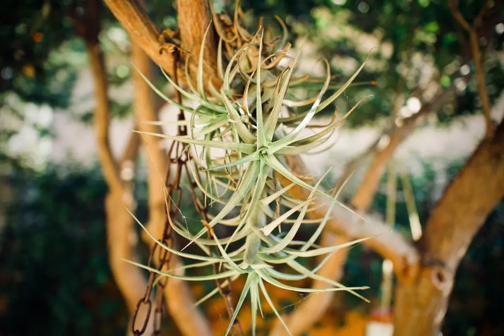 ¿Por qué están muriendo mis plantas aéreas? (Causas y soluciones)