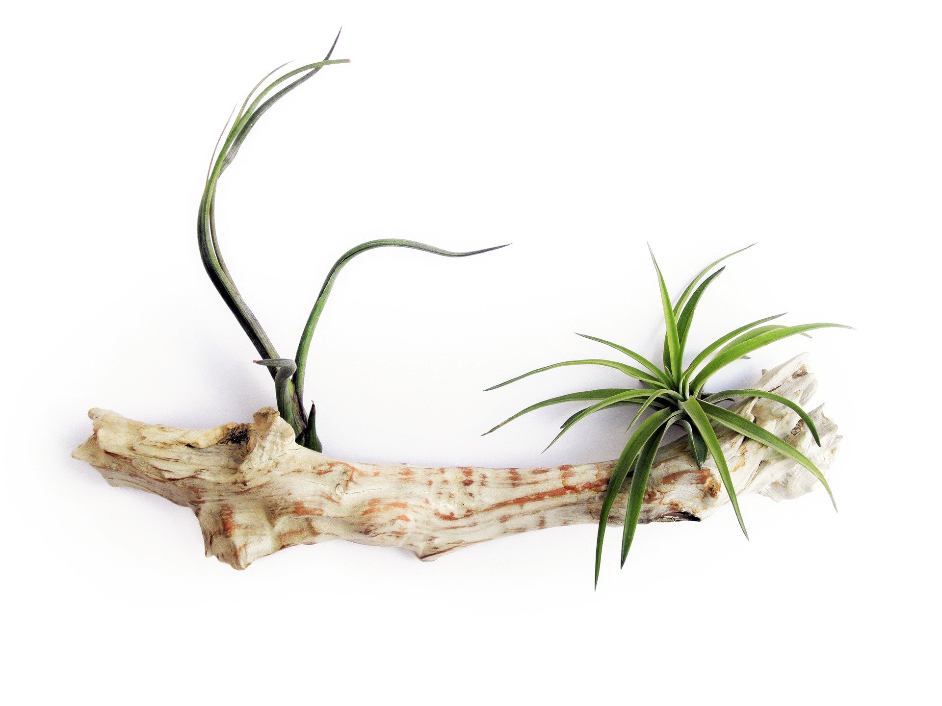 ¿Por qué están muriendo mis plantas aéreas? (Causas y soluciones) ¿Por qué están muriendo mis plantas aéreas? (Causas y soluciones)