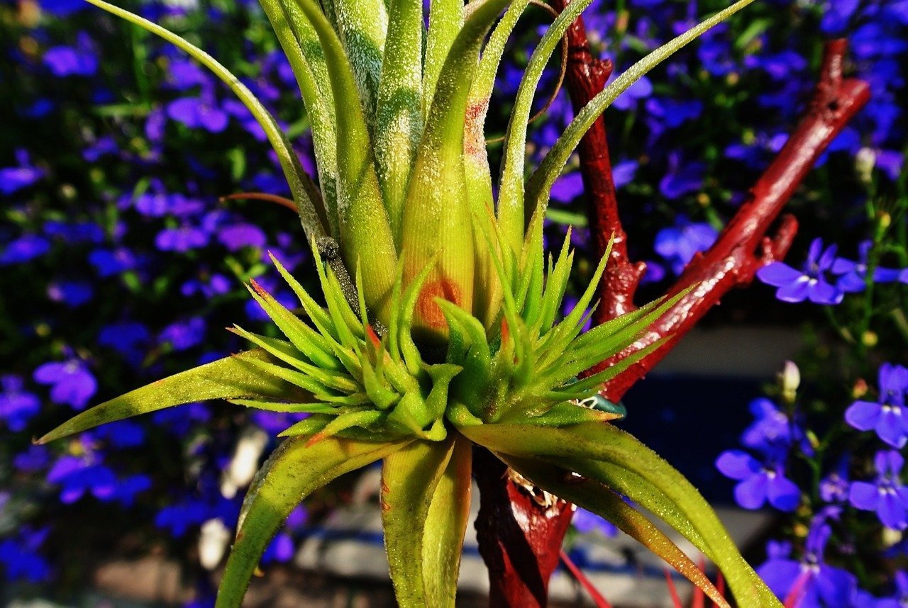 ¿Por qué están muriendo mis plantas aéreas? (Causas y soluciones) ¿Por qué están muriendo mis plantas aéreas? (Causas y soluciones)
